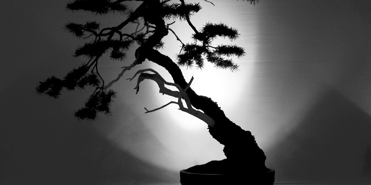 bonsai-455628_1280